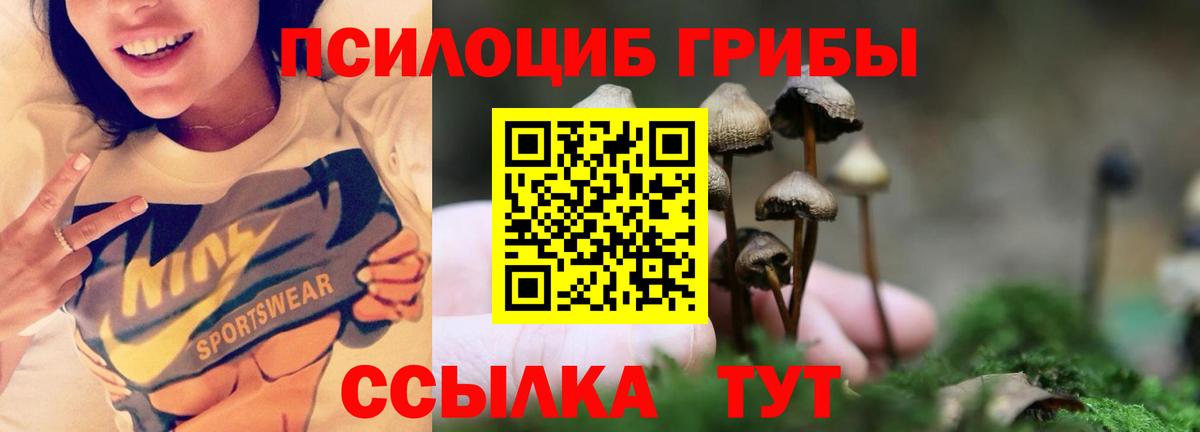 Псилоцибиновые грибы Psilocybe Волоколамск